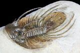 Spiny Kolihapeltis Trilobite - Rare Species #92931-2